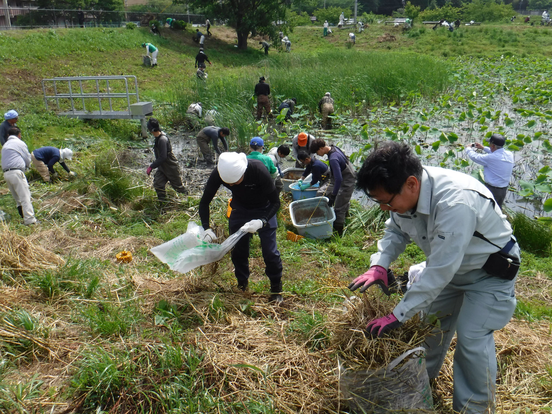 麻機遊水地クリーン作戦