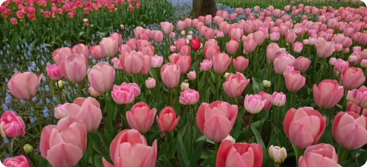 一般社団法人静岡市造園緑化協会