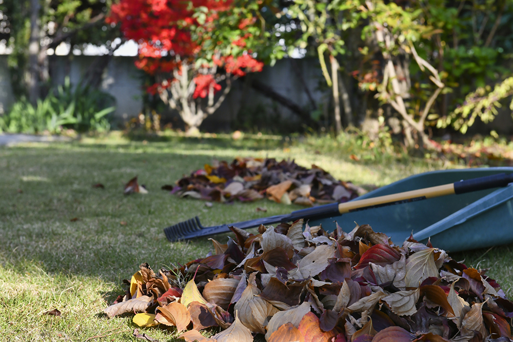 空き家のお庭点検